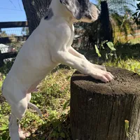 Titan, a male Great Dane for sale in Saint Cloud, FL – Photo 1 of 6