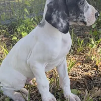 Titan, a male Great Dane for sale in Saint Cloud, FL – Photo 5 of 6