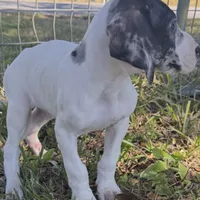 Titan, a male Great Dane for sale in Saint Cloud, FL – Photo 4 of 6