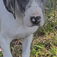 Titan, a male Great Dane for sale in Saint Cloud, FL – Photo 6 of 6