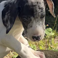 Titan, a male Great Dane for sale in Saint Cloud, FL – Photo 3 of 6