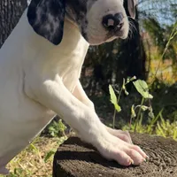 Titan, a male Great Dane for sale in Saint Cloud, FL – Photo 2 of 6