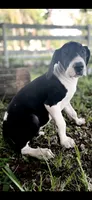 Opal, a female Great Dane for sale in Saint Cloud, FL – 3 of 8