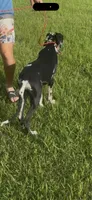 Cyrus aka (The Joker) He looks like a little cow, a male Great Dane for sale in Saint Cloud, FL – 4 of 8