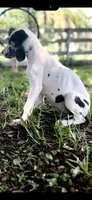 Platinum , a male Great Dane for sale in Saint Cloud, FL – 4 of 10