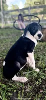 Opal, a female Great Dane for sale in Saint Cloud, FL – 2 of 8