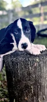 Ruby, a female Great Dane for sale in Saint Cloud, FL – 3 of 7