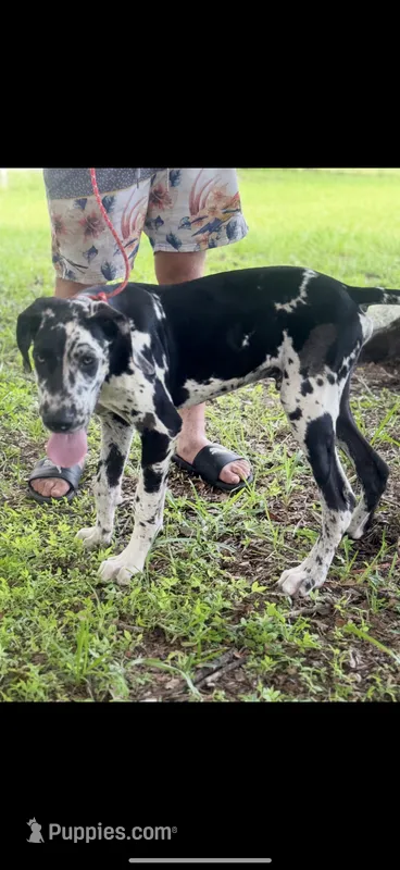 Cyrus aka (The Joker) He looks like a little cow – Great Dane puppy for sale in Saint Cloud, FL
