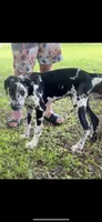 Cyrus aka (The Joker) He looks like a little cow, a male Great Dane for sale in Saint Cloud, FL – 1 of 8