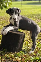 Ivy, a female Great Dane for sale in Saint Cloud, FL – Photo 2 of 6