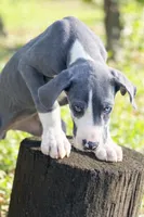 Ivy, a female Great Dane for sale in Saint Cloud, FL – Photo 4 of 6