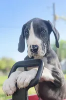 Ivy, a female Great Dane for sale in Saint Cloud, FL – Photo 3 of 6