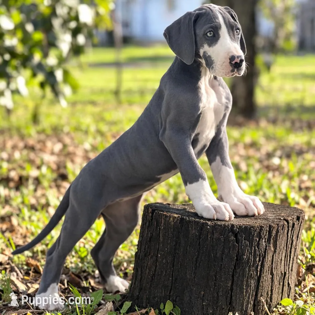 Ivy – Great Dane Puppy for Sale in Saint Cloud, FL | Puppies.com