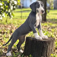 Ivy, a female Great Dane for sale in Saint Cloud, FL – Photo 1 of 6