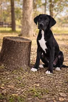 Lizzy, a female Great Dane for sale in Saint Cloud, FL – Photo 3 of 6