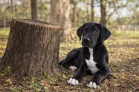 Lizzy, a female Great Dane for sale in Saint Cloud, FL – Photo 4 of 6