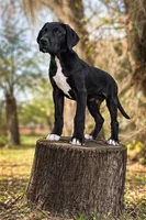 Lizzy, a female Great Dane for sale in Saint Cloud, FL – Photo 2 of 6