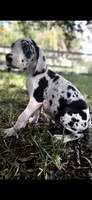 Sterling, a male Great Dane for sale in Saint Cloud, FL – 2 of 10