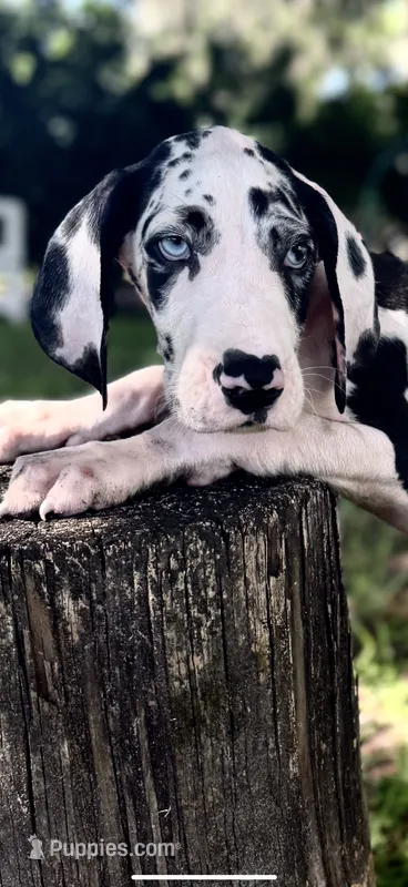 Sterling – Great Dane puppy for sale in Saint Cloud, FL