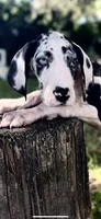 Sterling, a male Great Dane for sale in Saint Cloud, FL – 1 of 10