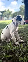 Diamond, a female Great Dane for sale in Saint Cloud, FL – 7 of 10