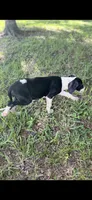 Opal, a female Great Dane for sale in Saint Cloud, FL – 6 of 8