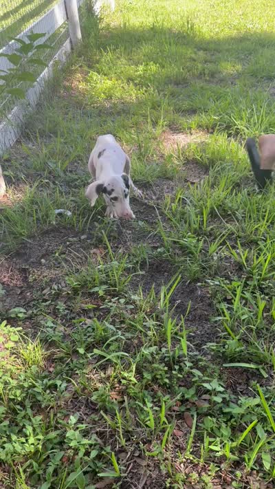 Platinum , a male Great Dane for sale in Saint Cloud, FL – 10 of 10