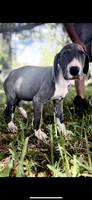 Sapphire , a female Great Dane for sale in Saint Cloud, FL – 4 of 10