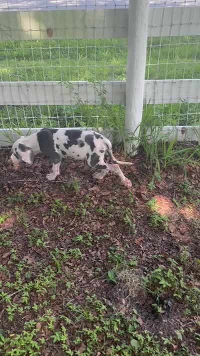 Sage, a male Great Dane for sale in Saint Cloud, FL – 10 of 10