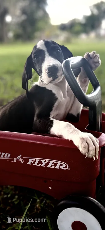 Ruby – Great Dane puppy for sale in Saint Cloud, FL