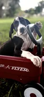 Ruby, a female Great Dane for sale in Saint Cloud, FL – 1 of 7