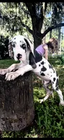 Sage, a male Great Dane for sale in Saint Cloud, FL – 4 of 10