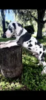 Sage, a male Great Dane for sale in Saint Cloud, FL – 7 of 10