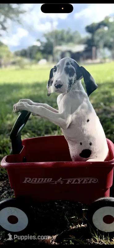 Platinum  – Great Dane puppy for sale in Saint Cloud, FL