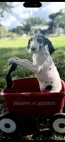 Platinum , a male Great Dane for sale in Saint Cloud, FL – 1 of 10