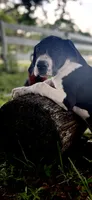 Opal, a female Great Dane for sale in Saint Cloud, FL – 5 of 8