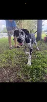 Cyrus aka (The Joker) He looks like a little cow, a male Great Dane for sale in Saint Cloud, FL – 2 of 8