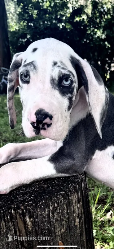 Sage – Great Dane puppy for sale in Saint Cloud, FL