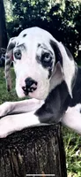Sage, a male Great Dane for sale in Saint Cloud, FL – 1 of 10