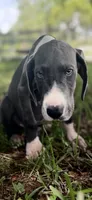 Sapphire , a female Great Dane for sale in Saint Cloud, FL – 5 of 10