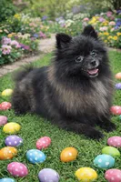 Chanel, a female Pomeranian for sale in Saint Cloud, FL – Photo 4 of 5