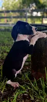 Ruby, a female Great Dane for sale in Saint Cloud, FL – 2 of 7