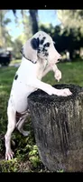 Platinum , a male Great Dane for sale in Saint Cloud, FL – 7 of 10