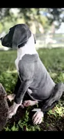 Sapphire , a female Great Dane for sale in Saint Cloud, FL – 7 of 10