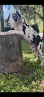 Sterling, a male Great Dane for sale in Saint Cloud, FL – 7 of 10