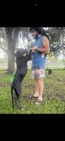 Rex, a male Great Dane for sale in Saint Cloud, FL – 3 of 6