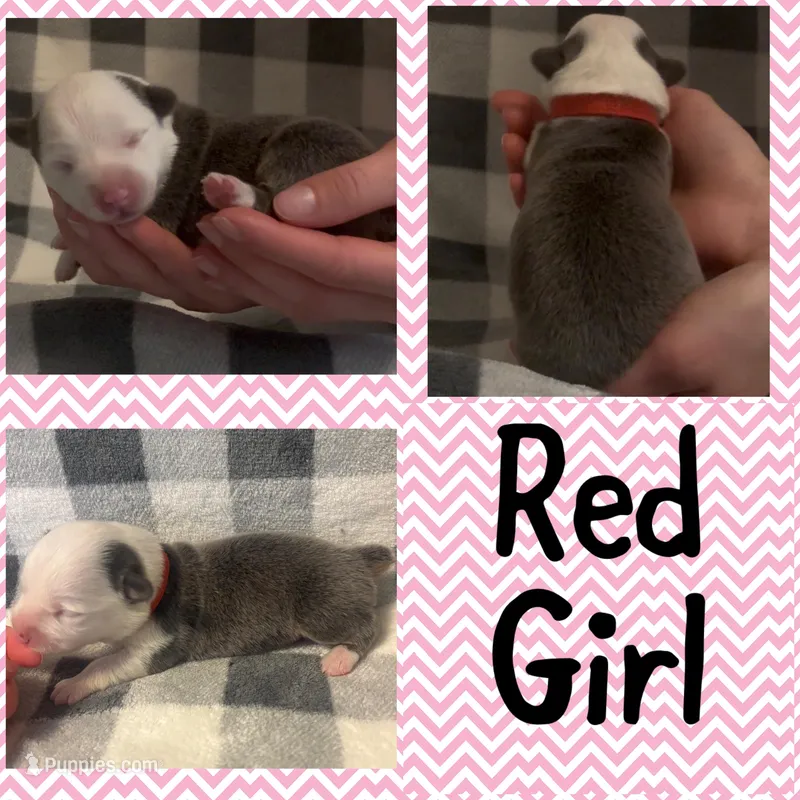 Red Girl, a female Pembroke Welsh Corgi for sale in Marble City, OK – Photo 1 of 1
