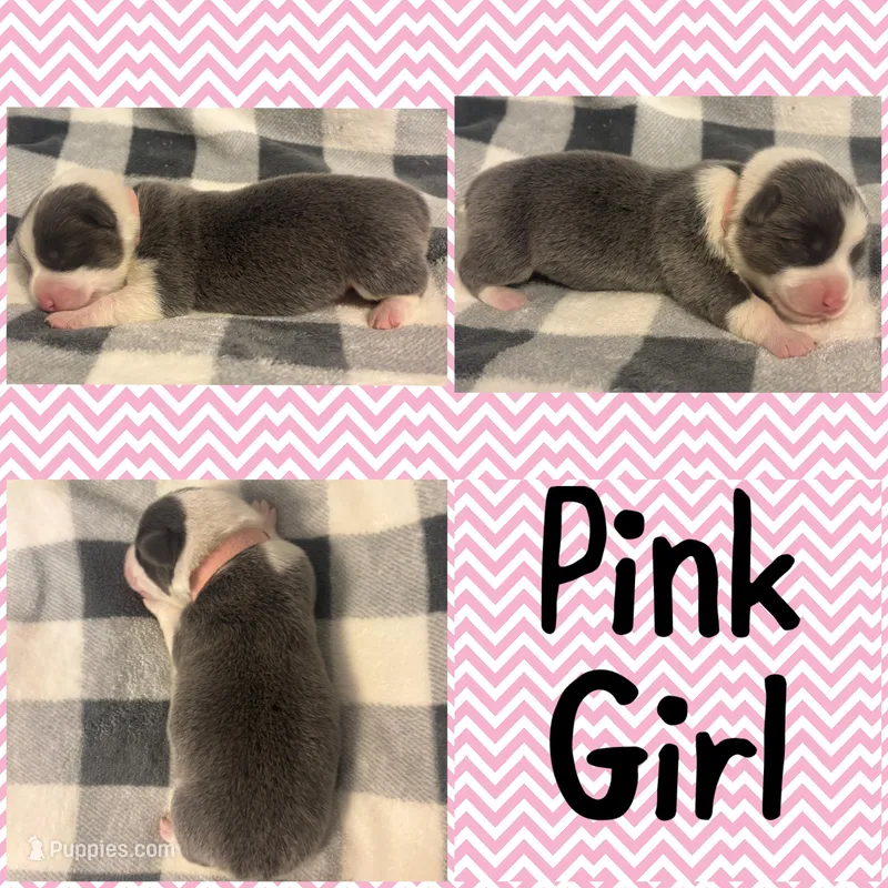 Pink Girl – Pembroke Welsh Corgi puppy for sale in Marble City, OK