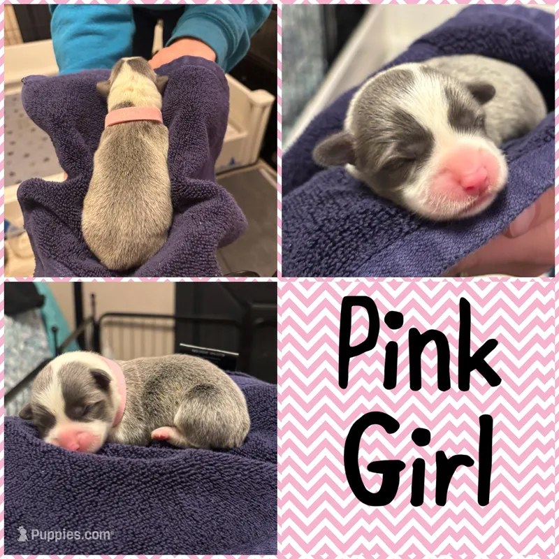 Pink Girl – Pembroke Welsh Corgi puppy for sale in Marble City, OK