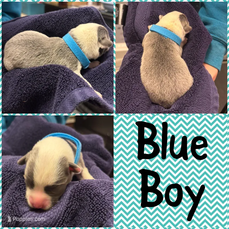 Blue Boy – Pembroke Welsh Corgi puppy for sale in Marble City, OK